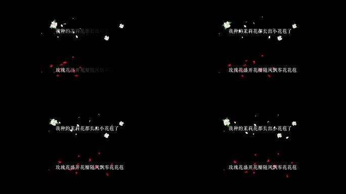 情人节花瓣飘落茉莉花玫瑰花字幕文字动画