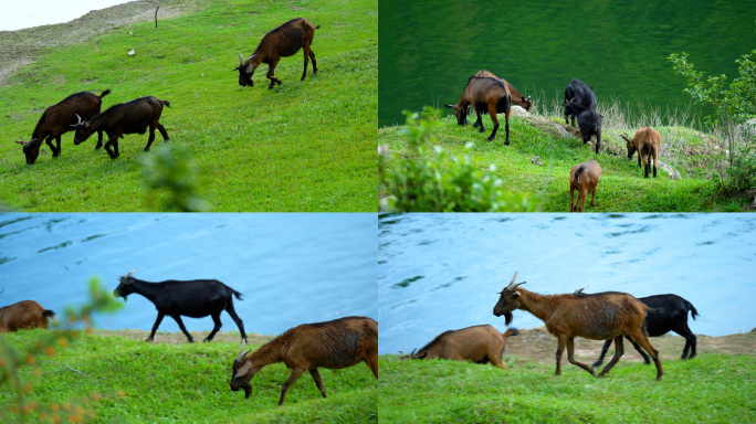 4K山羊牧羊人放牧