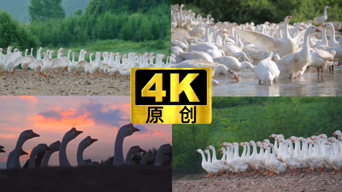 【合集】大白鹅展翅奔跑鹅养殖场羽毛羽绒