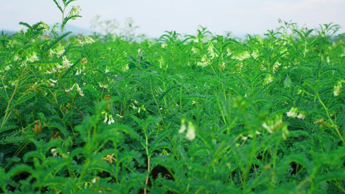 中药材黄芪种植基地