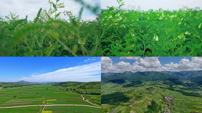 中药材黄芪种植基地