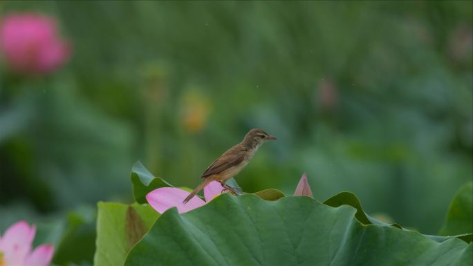 荷花素材合集