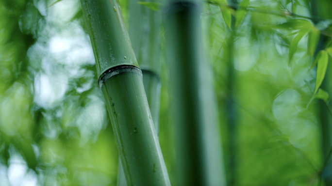 竹林园林古风禅意梅雨水惊蛰谷雨意境立春