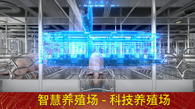 科技畜牧业 智慧畜牧业 科技养猪场4k