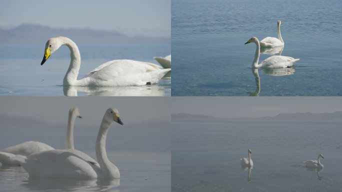 4k_赛里木湖天鹅白天鹅戏水