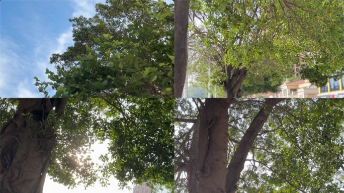 树叶光影夏天阳光