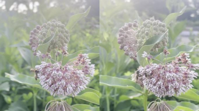 马利筋植物上的蜜蜂