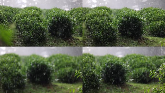 雨中的茶园。茶树上嫩绿的叶子。晨光中的茶树。茶叶生产原料在山区种植。慢动作视频。