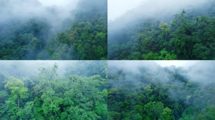 云雾雨林夏季雨中航拍
