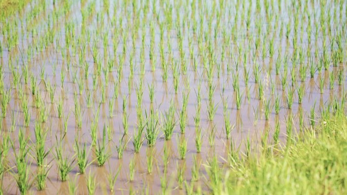 绿色水稻在广阔的土地上种植茎秆