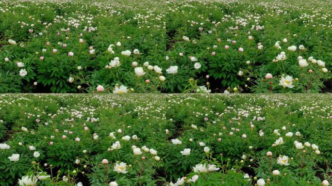 农垦农田芍药花开
