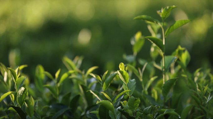 茶叶。茶树上的嫩绿叶子靠近了。晨光中的茶树。茶叶生产原料在山区种植。慢动作视频