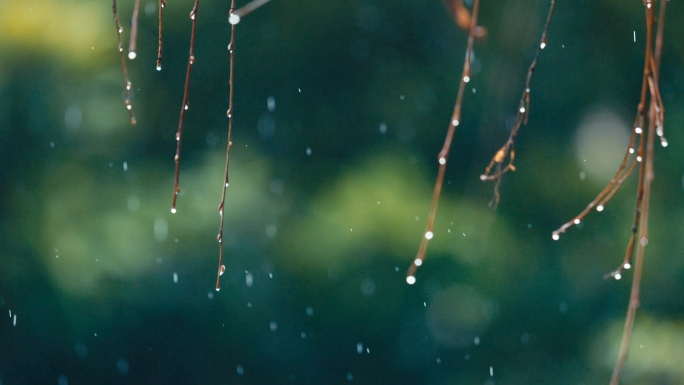 春雨谷雨清明惊蛰下雨雨水雨滴树叶植物雨景