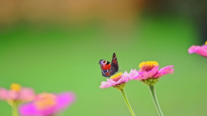 欧洲孔雀(Aglais io)，更常见的是坐在花上的孔雀蝴蝶