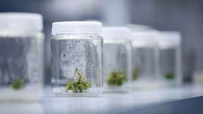 农业研究育种育苗培育科技种植乡村振兴