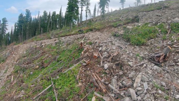 非法砍伐的树木的残余物散落在森林地面上，无声地证明了对自然的破坏，并无情地提醒人们注意不负责任的行为