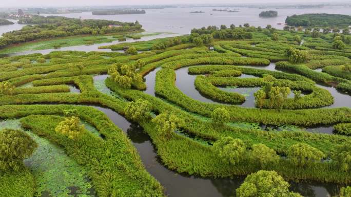 江苏盐城大纵湖湿地芦苇迷宫