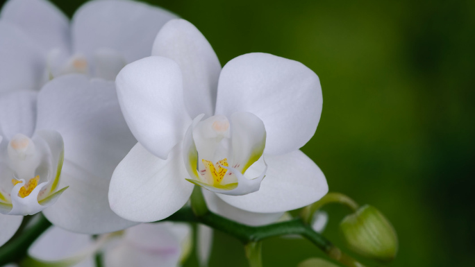 蝴蝶兰 白色 花开延时（5组）