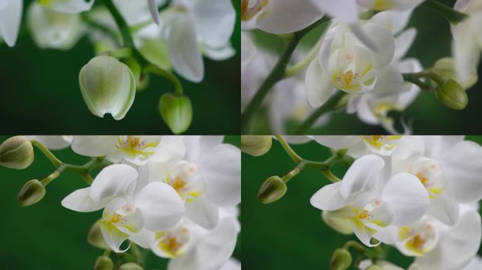 蝴蝶兰 白色 花开延时（5组）