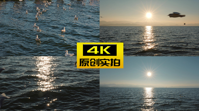 湖泊日出 阳光 海鸥