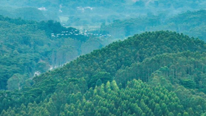 水库航拍青山绿水金山银山 白鹭自由飞翔