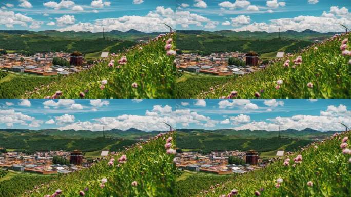 藏地草原狼毒花山花烂漫