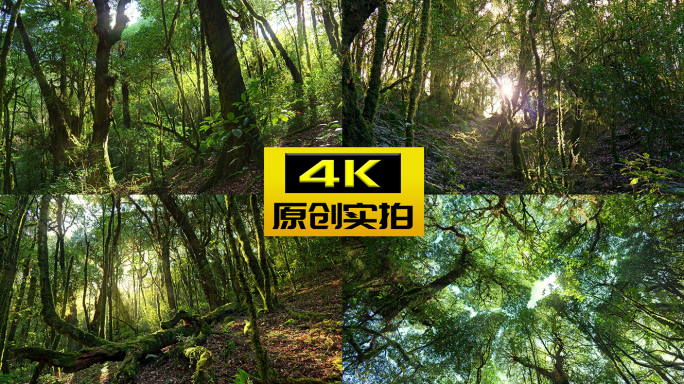 阳光照进原始森林 秘境 穿越丛林哀牢山