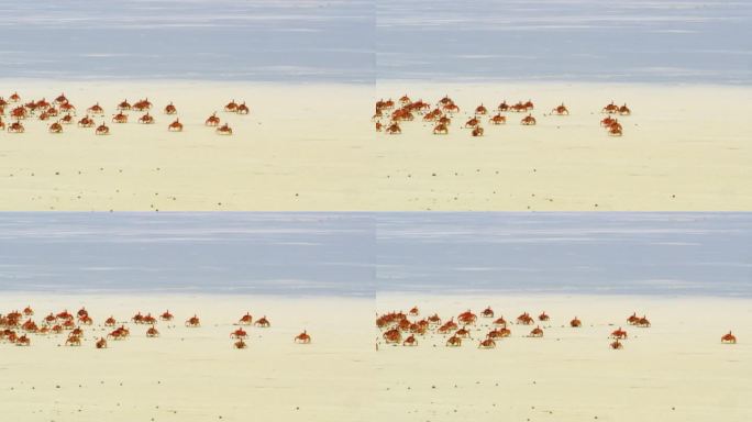 螃蟹在圣克鲁斯岛的沙滩上吃东西和散步。