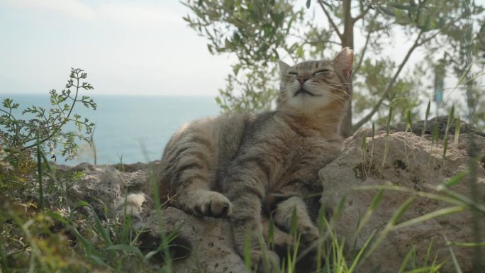 一只条纹猫躺在悬崖上的岩石上打喷嚏，背景是大海。缓慢的运动。