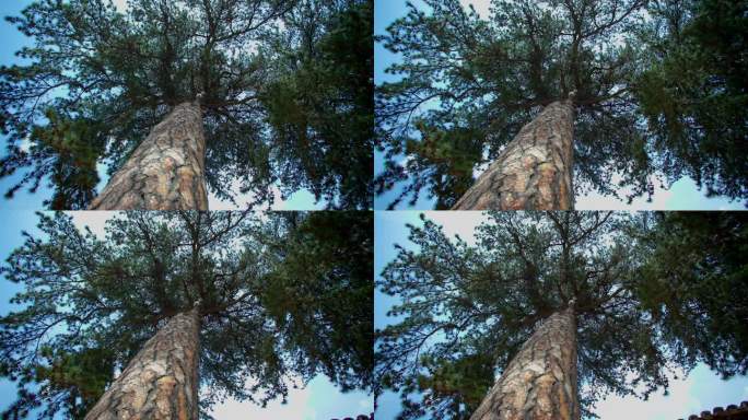 山西唐代古建佛光寺大殿前的古松树