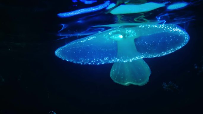 水母