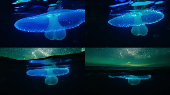 水母