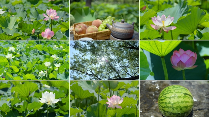夏至 荷花 水果 夏天 小暑 大暑 节气