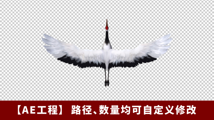 丹顶鹤仙鹤多组多角度