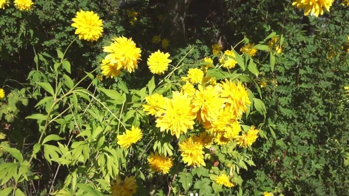 Golden Rudbeckia Flowers