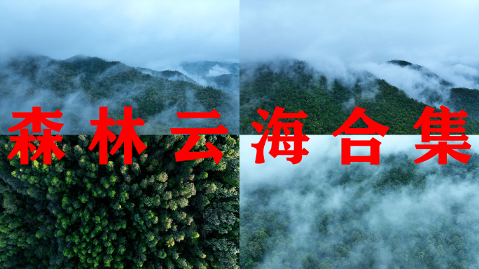森林俯拍树林云雾森林云海树林航拍森林雨天
