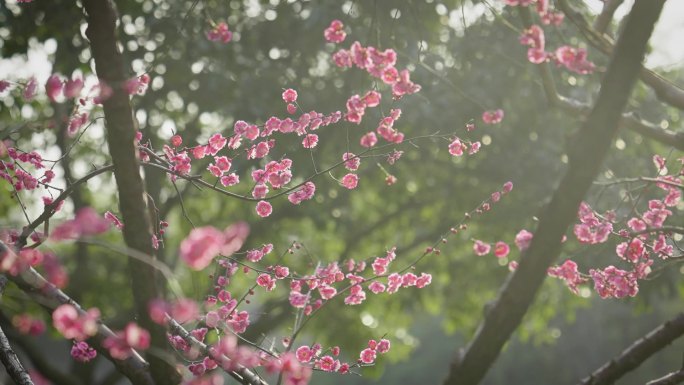 春天梅花盛开清雅粉黛的红梅梅林