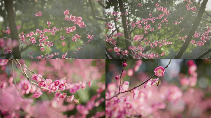 春天梅花盛开清雅粉黛的红梅梅林