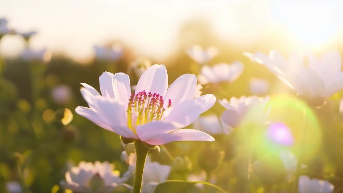 唯美的花朵