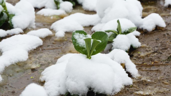 蚕豆下雪