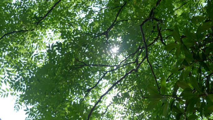 阳光照射在大树上仰拍唯美大树阳光