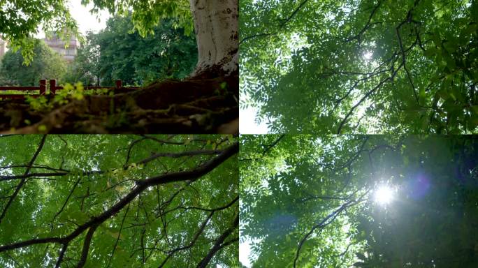 阳光照射在大树上仰拍唯美大树阳光