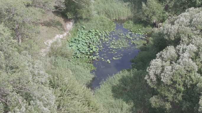 航拍威海市环翠区张村镇张村河水草树木河水