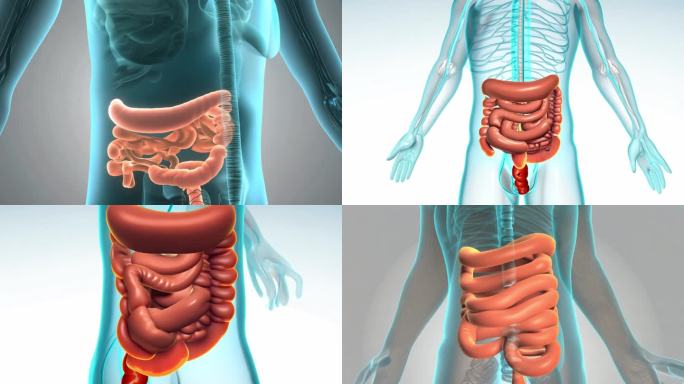 人体肠道消化系统演示动画