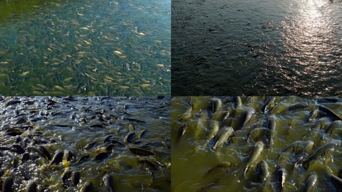 渔业 丰收 鱼群跳跃