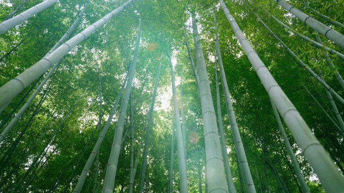 竹林 竹子 竹 阳光 自然 生态 意境