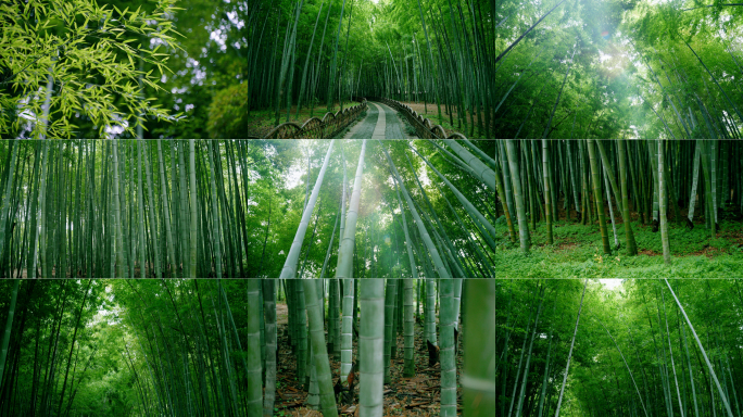 竹林 竹子 竹 阳光 自然 生态 意境