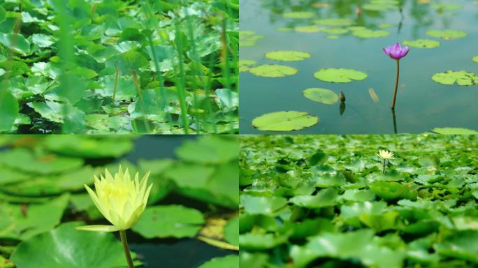 夏天唯美湖面池塘睡莲紫色睡莲花野鸭子杨柳