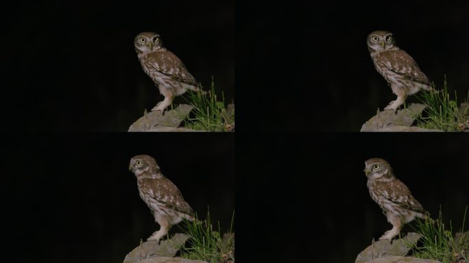 小猫头鹰栖息在多瑙河三角洲的夜晚