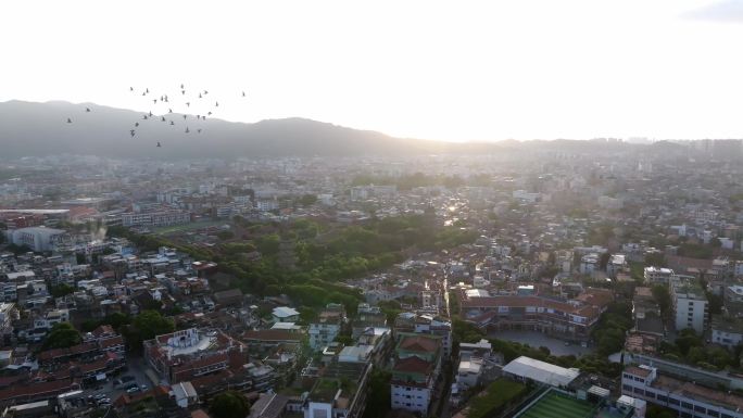 泉州开元寺鸽子飞过